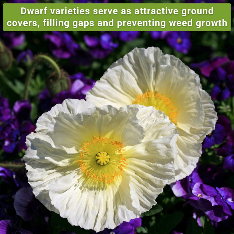 dwarf flower seed collection dwarf varieties serve as attractive ground covers filling gaps and preventing weed growth