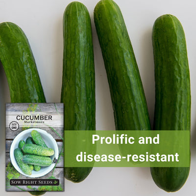 Marketmore Cucumber Seeds