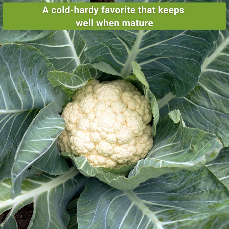 cauliflower seed collection a cold-hardy favorite that keeps well when mature