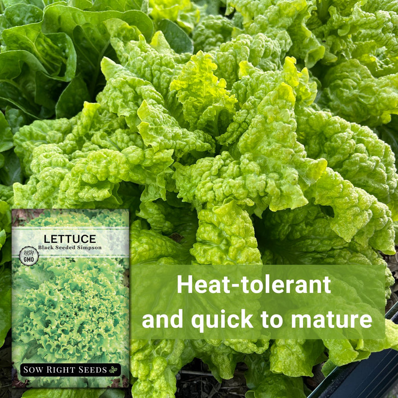 black seeded simpson lettuce seeds heat-tolerant and quick to mature