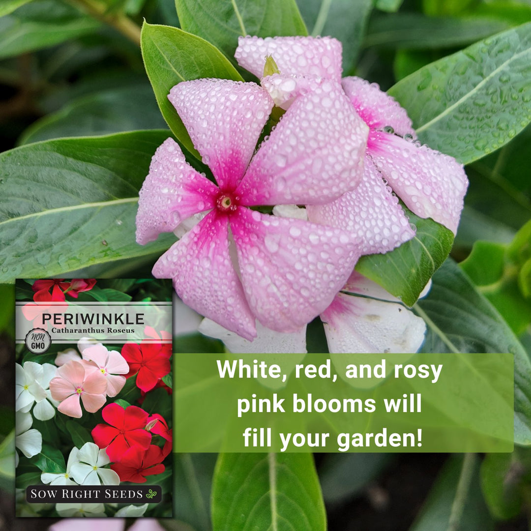 periwinkle flower seeds Periwinkle Flower Seeds