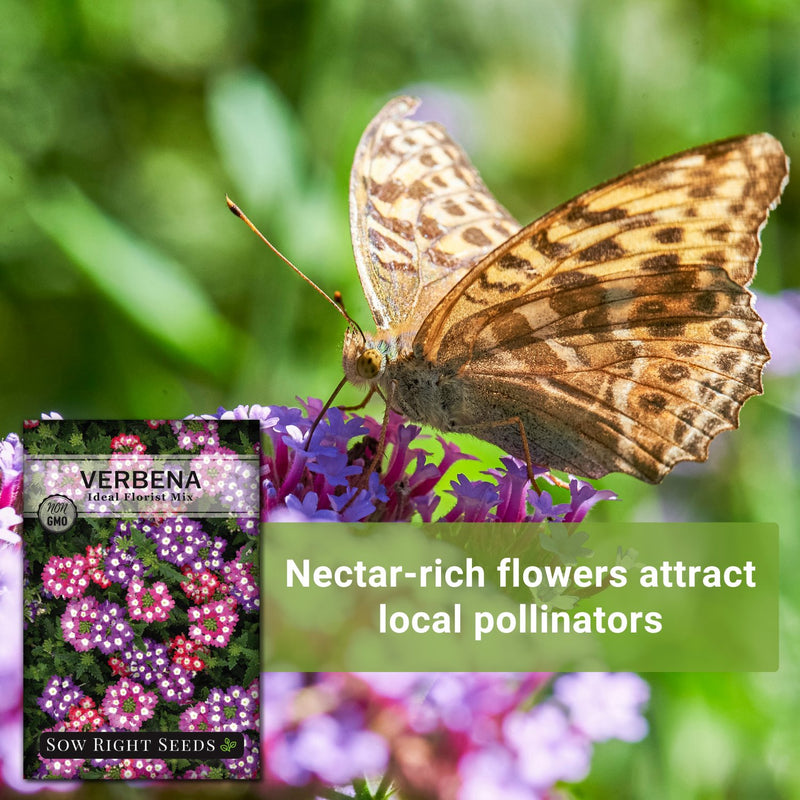 ideal florist mixed verbena seeds nectar rich flowers attract local pollinators