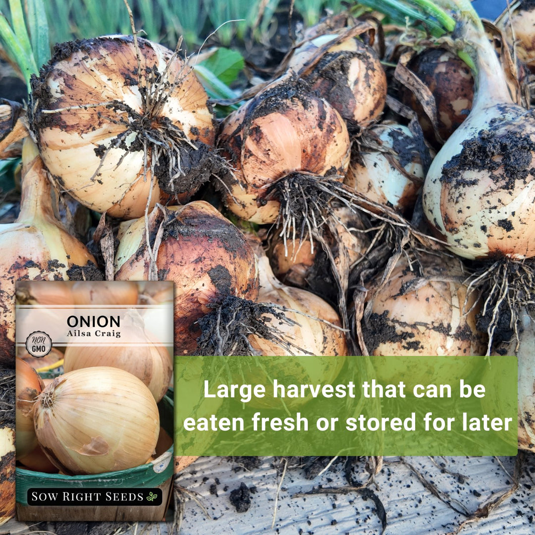 スタイリング剤 onion Ailsa Craig Onion – Sow Right Seeds