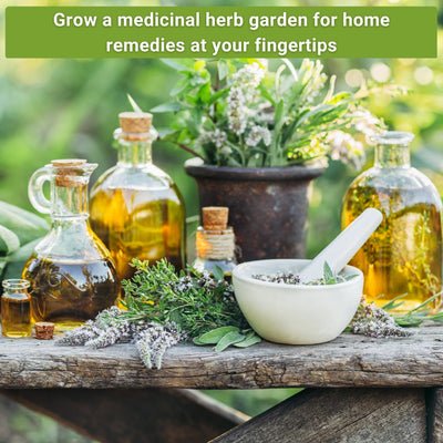 large medicinal herb seed collection grow a medicinal herb garden for home remedies at your fingertips