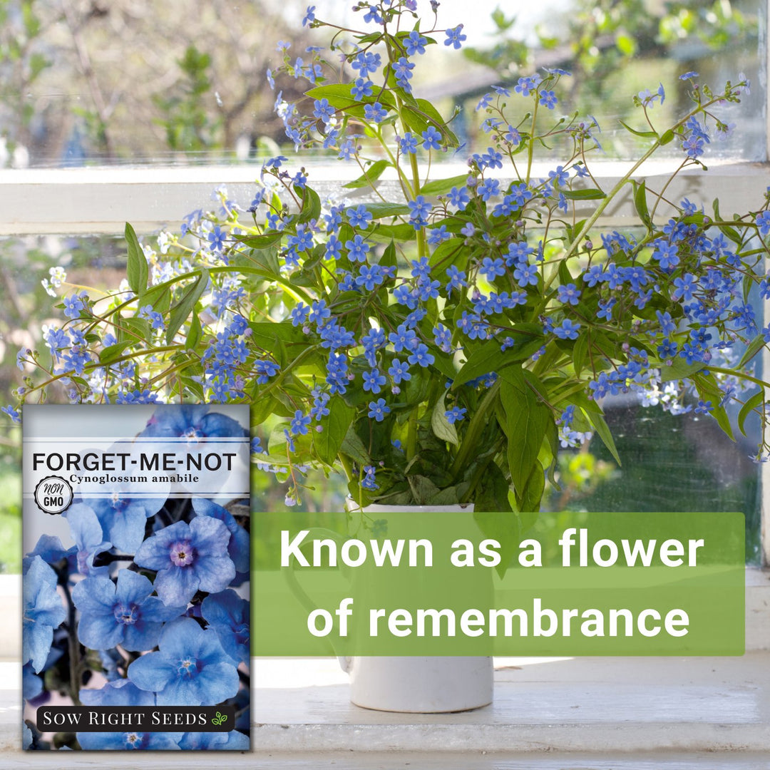 no seed ever sees the flower Chinese Forget-Me-Not Seeds