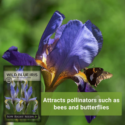 wild blue iris seeds attracts pollinators such as bees and butterflies