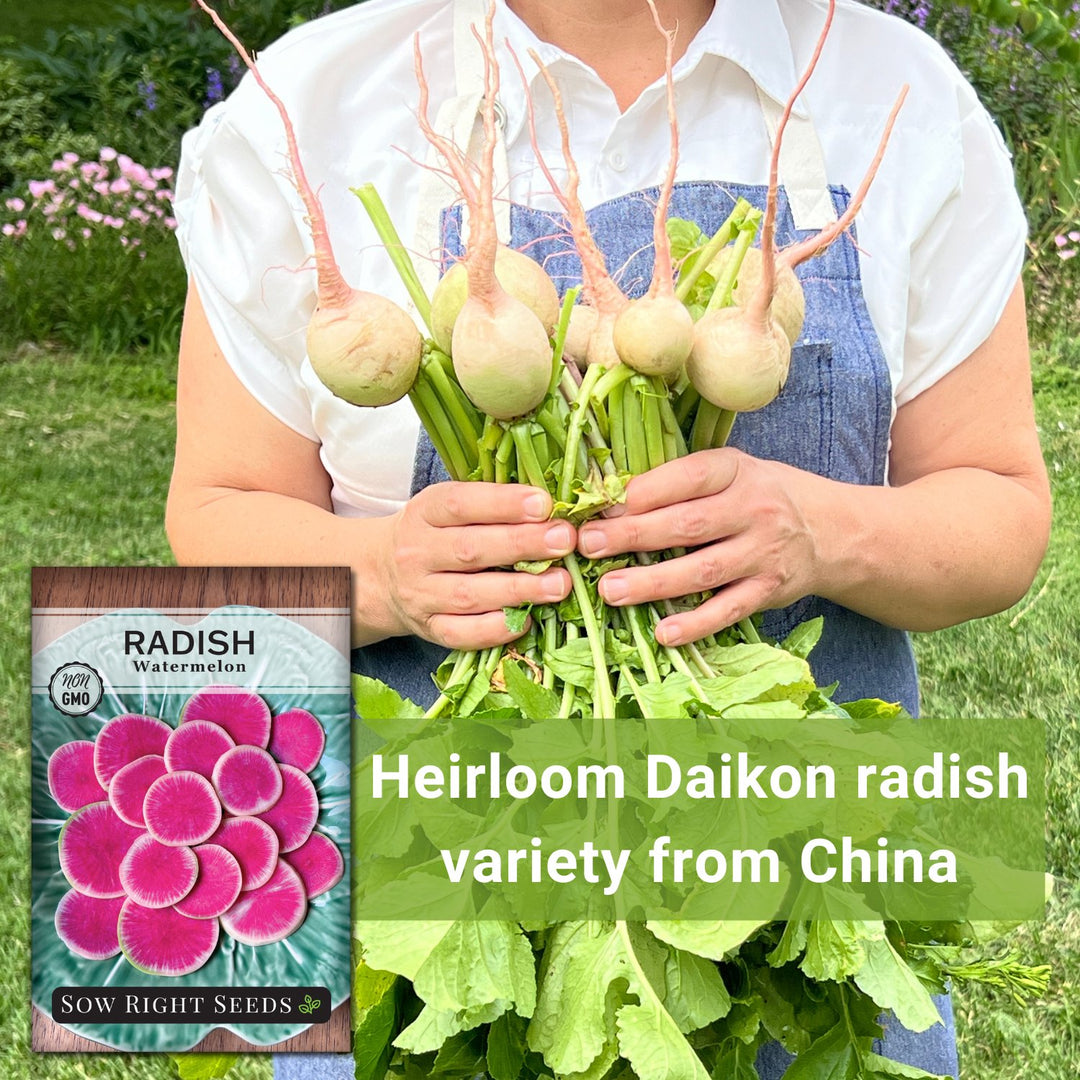 Sow Right Seeds - Watermelon Radish Seed for Planting