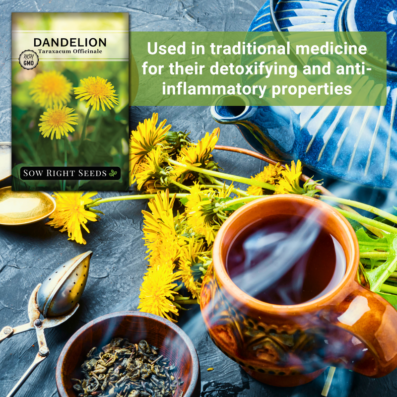 common dandelion seeds used in traditional medicine for their detoxifying and anti-inflammatory properties