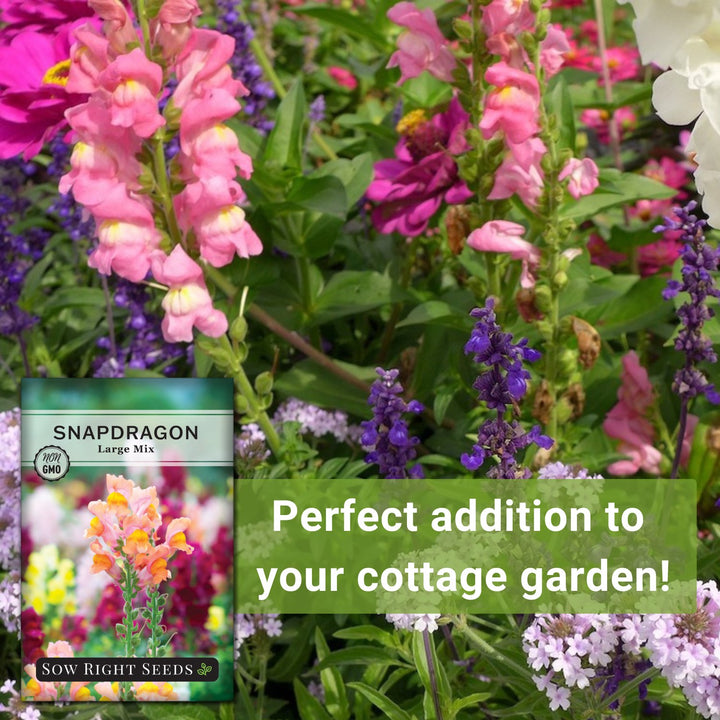 large seeds for planting Sow Right Seeds - Large Mixed Snapdragon Flower Seeds for Planting - Non-GMO Heirloom Packet with Instructions to Grow