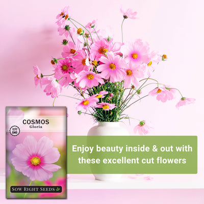 gloria cosmos seeds enjoy beauty inside and out with these excellent cut flowers