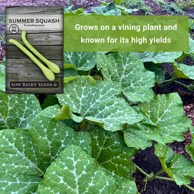 tromboncino rampicante summer squash grows on a vining plant and known for its high yields