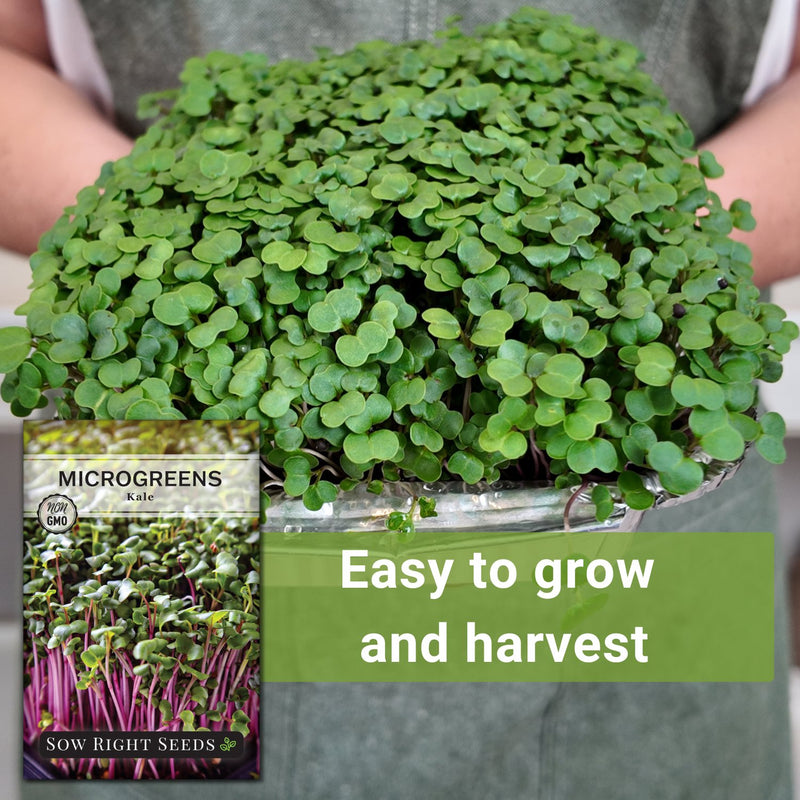 Microgreens Red Kale