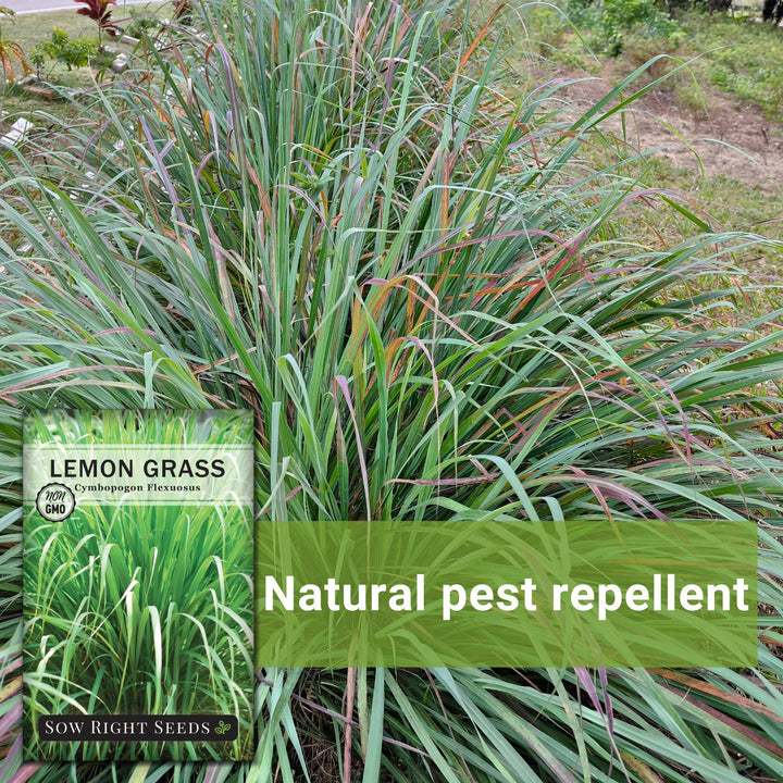 lemon grass seeds for planting Sow Right Seeds