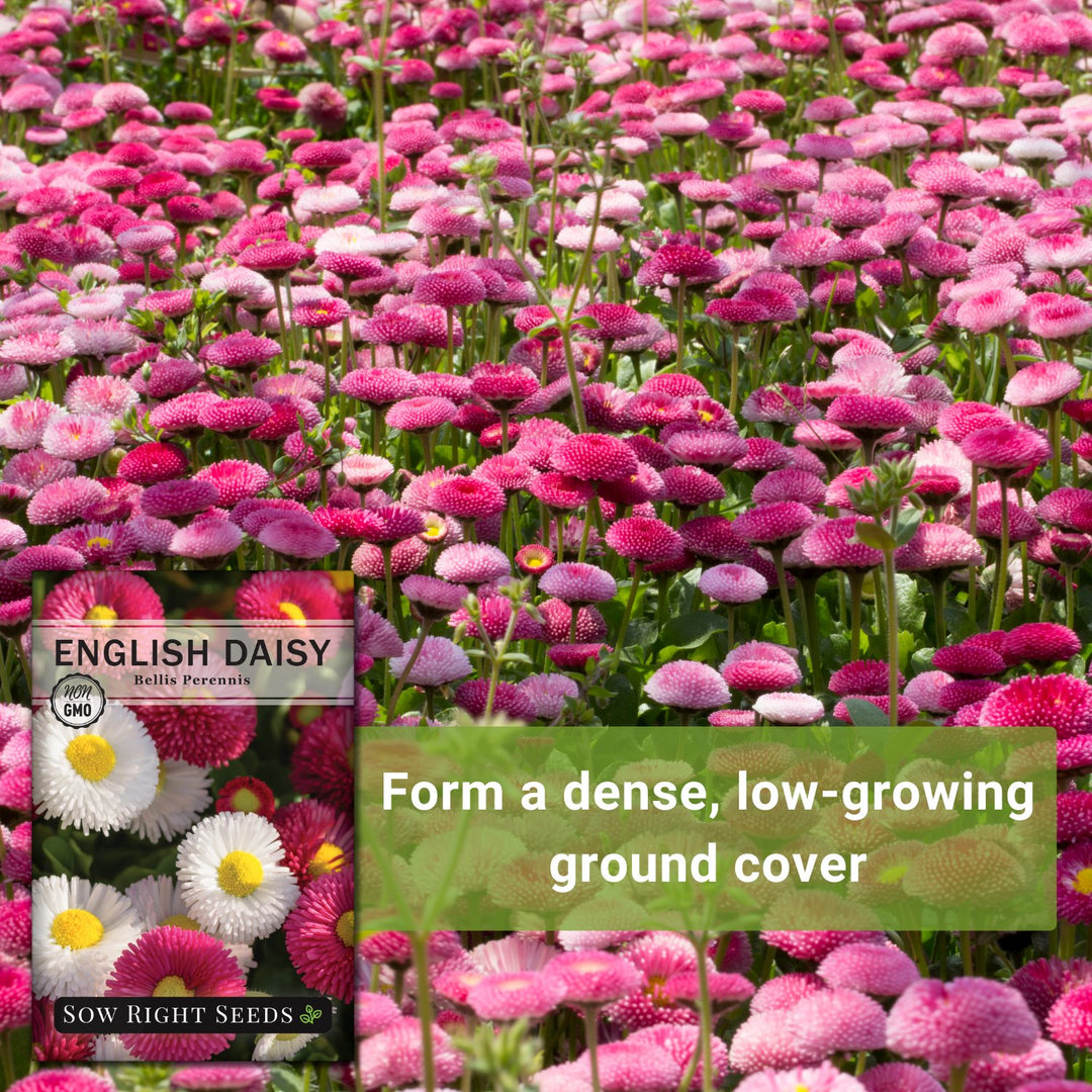 planting english daisy seeds English Daisy
