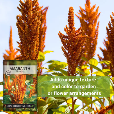 bronze amaranth seeds adds unique texture and color to garden or flower arrangements