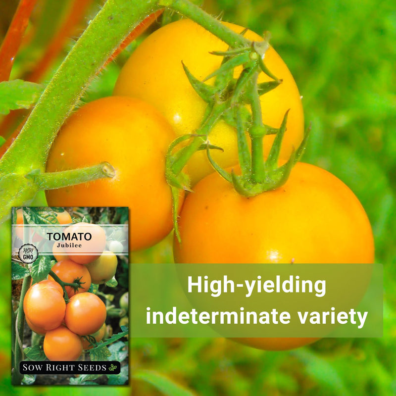 Jubilee Tomato Seeds