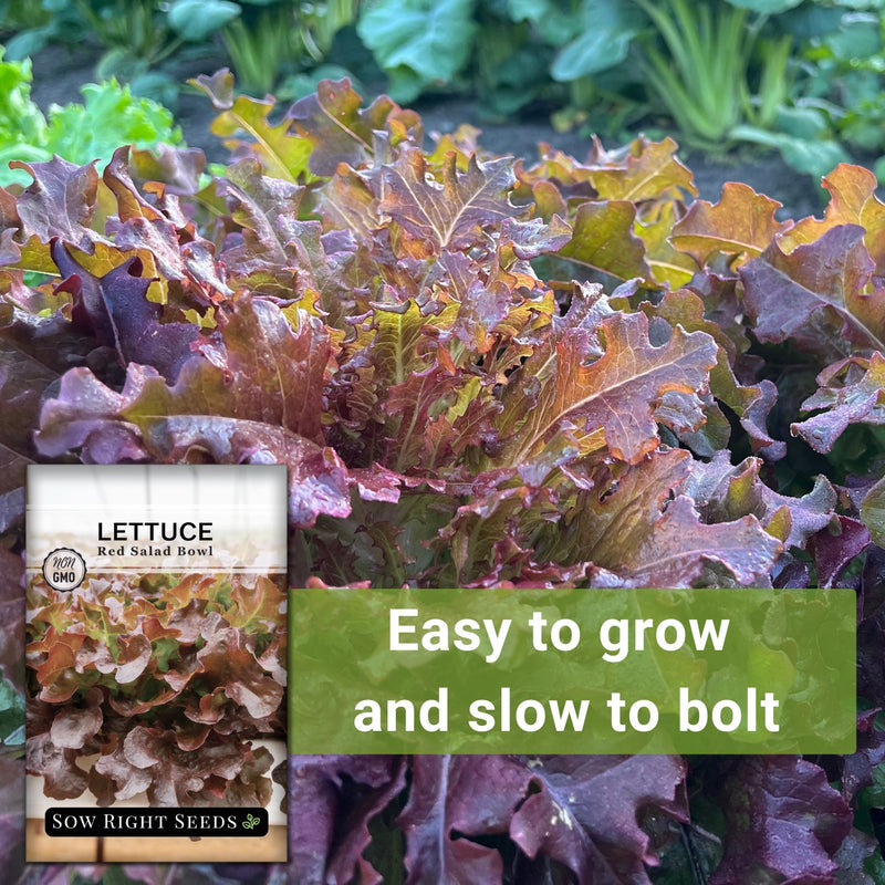 red salad bowl lettuce easy to grow and slow to bolt