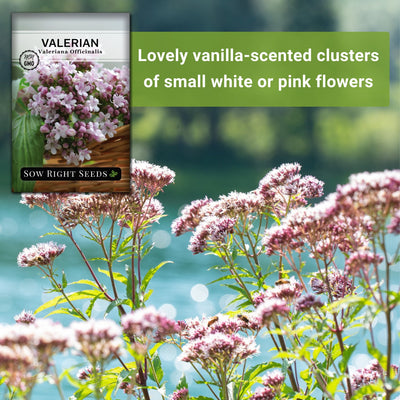 valerian seeds lovely vanilla-scented clusters of small white or pink flowers