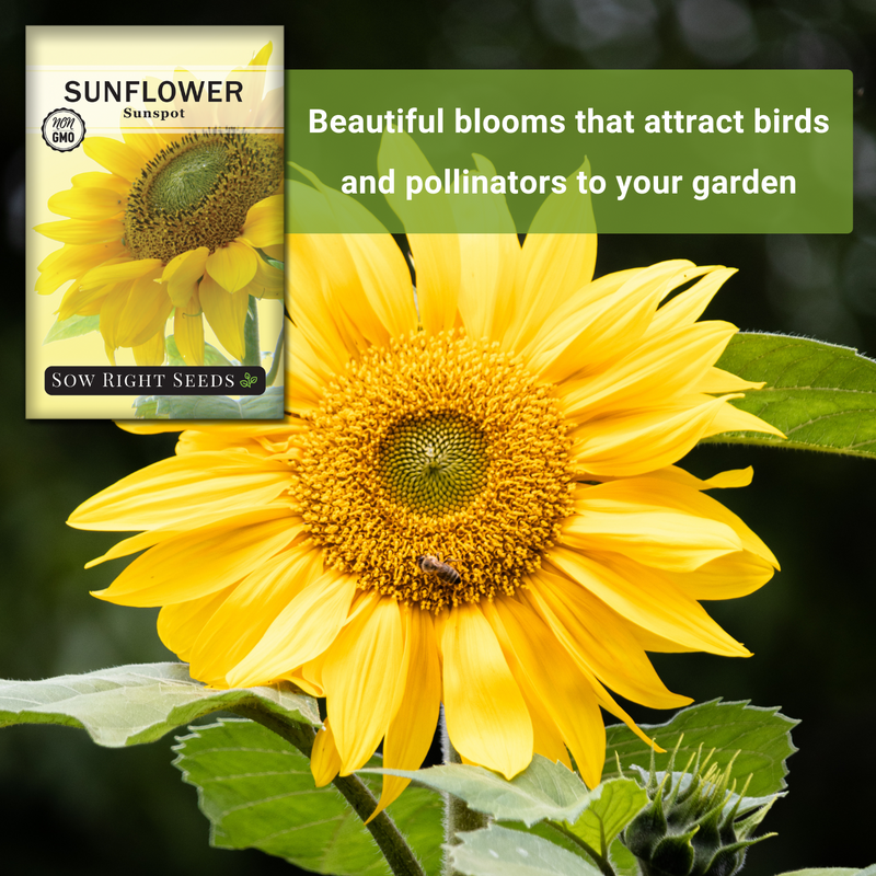 sunspot sunflower seeds beautiful blooms that attract birds and pollinators to your garden