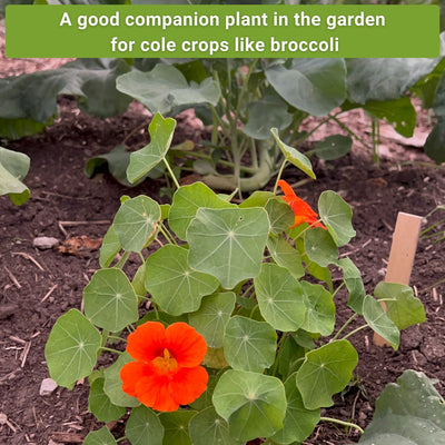 nasturtium seed collection a good companion plant in the garden for cole crops like broccoli