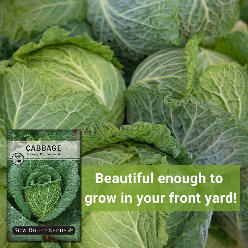 savoy perfection cabbage seeds beautiful enough to grow in your front yard