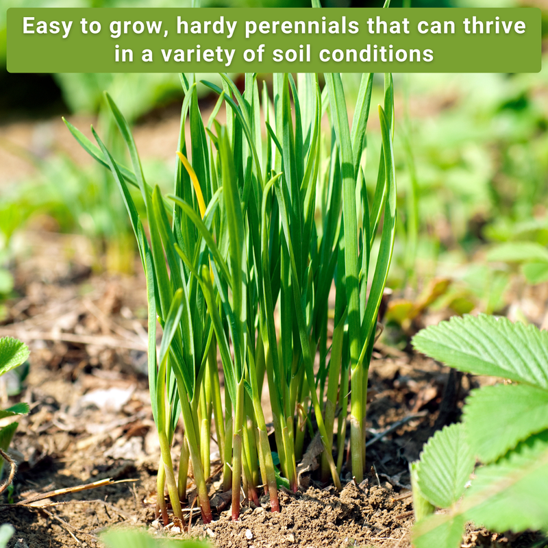 chive seed collection easy to grow hardy perennials that can thrive in a variety of soil conditions