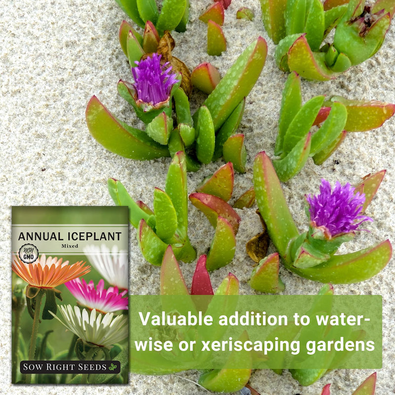 mixed annual iceplant valuable addition to water-wise or xeriscaping gardens