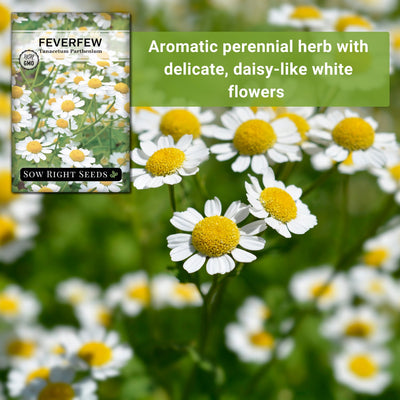 feverfew seeds aromatic perennial herb with delicate daisy-like white flowers