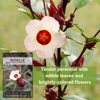 roselle seeds tender perennial with edible leaves and brightly colored flowers