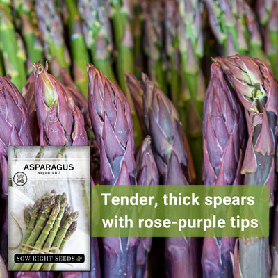 argenteuil asparagus tender thick spears with rose-purple tips