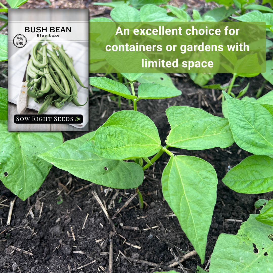 Blue Lake Bush Bean Seeds