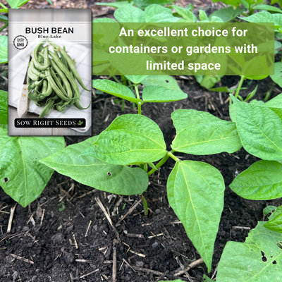 blue lake bush bean seeds an excellent choice for containers or gardens with limited space