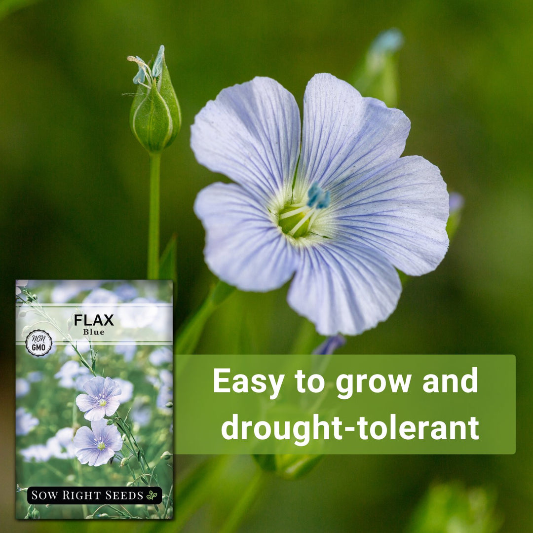 Blue Flax – Sow Right Seeds
