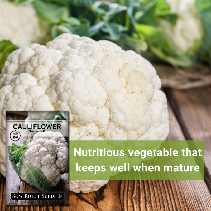 snowball cauliflower seeds nutritious vegetable that keeps well when mature