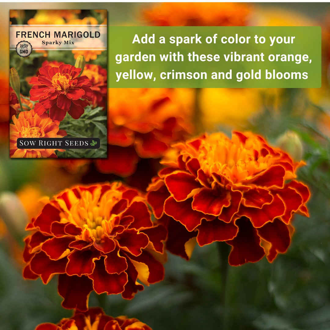 Sparky Mix Marigold Seeds | Vegetable Garden Companion Plant – Sow