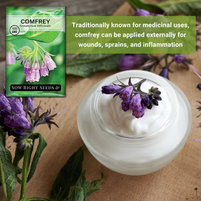 comfrey seeds traditionally known for medicinal uses comfrey can be applied externally for wounds sprains and inflammation