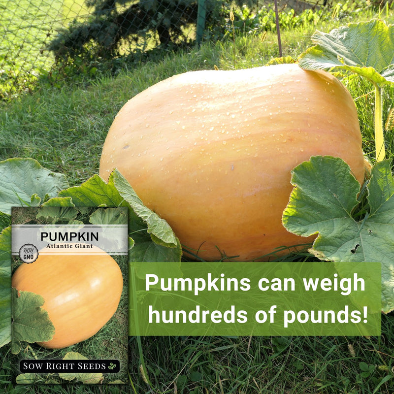 Atlantic Giant Pumpkin