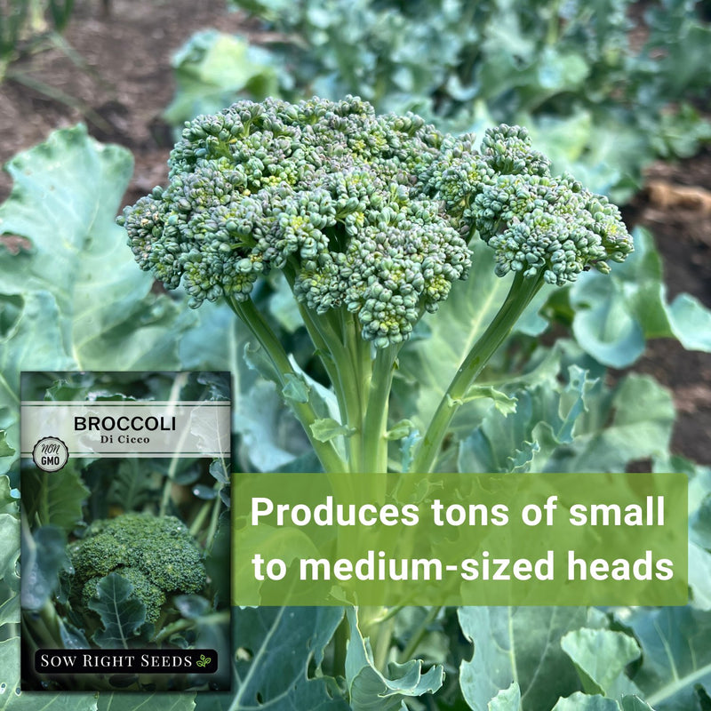 di cicco broccoli seeds produces tons of small to medium-sized heads