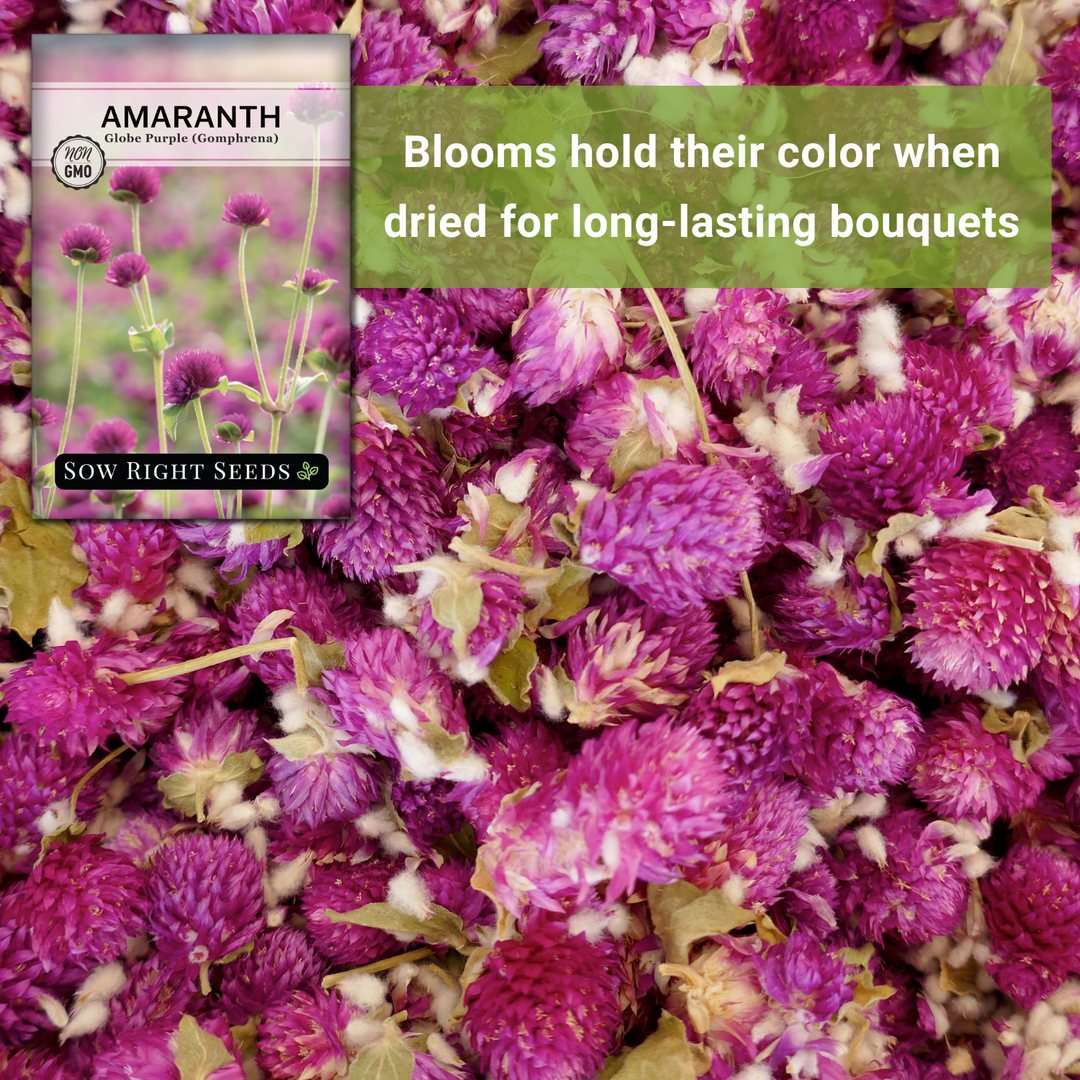 organic amaranth seeds for planting Sow Right Seeds - Purple Globe Amaranth Seeds for Planting