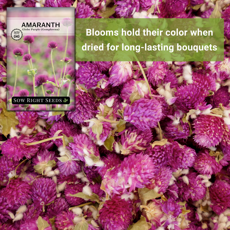 globe purple amaranth seeds blooms hold their colors when dried for long-lasting bouquets