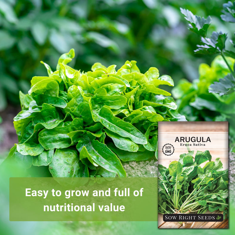 arugula seeds easy to grow and full of nutritional value