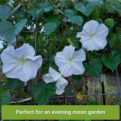 moon garden white flower seed collection perfect for an evening moon garden