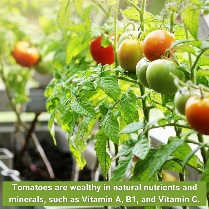 classic tomato collection tomatoes are wealthy in natural nutrients and minerals such as vitamin a, b1, and vitamin c