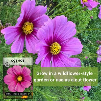 radiance cosmos seeds grow in a wildflower-style garden or use as a cut flower