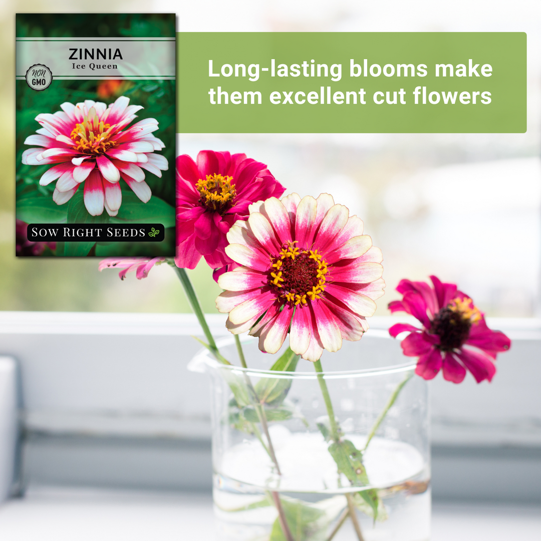 Ice Queen Zinnia | Rare Annual Flower Seeds – Sow Right Seeds