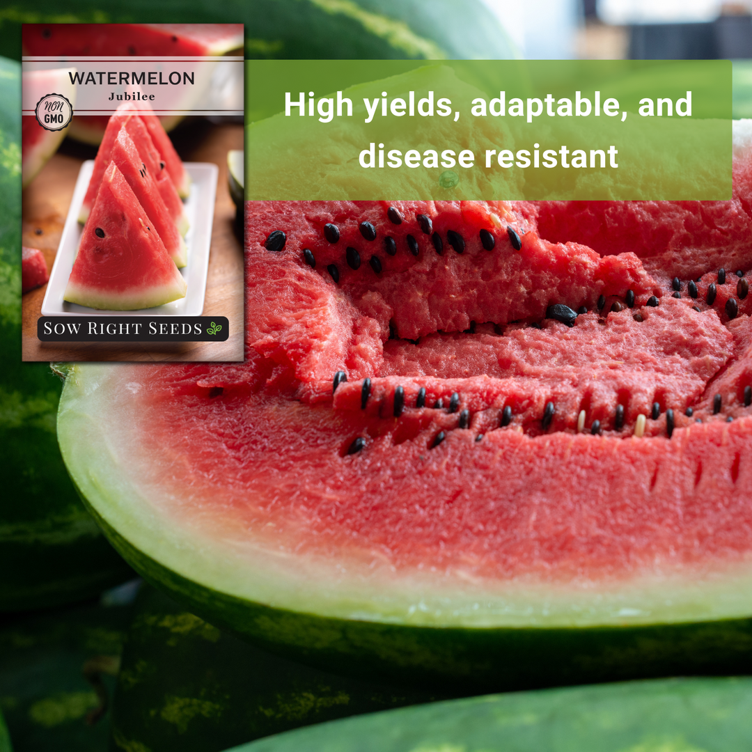 planting jubilee watermelon seeds Sow Right Seeds - Watermelon Jubilee Seeds for Planting