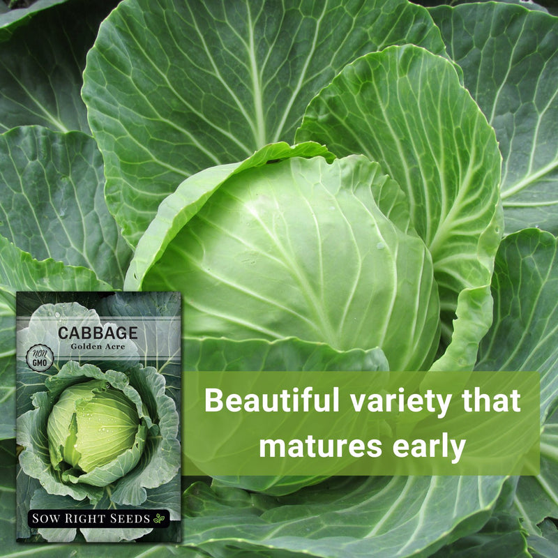 golden acre cabbage seeds beautiful variety that matures early