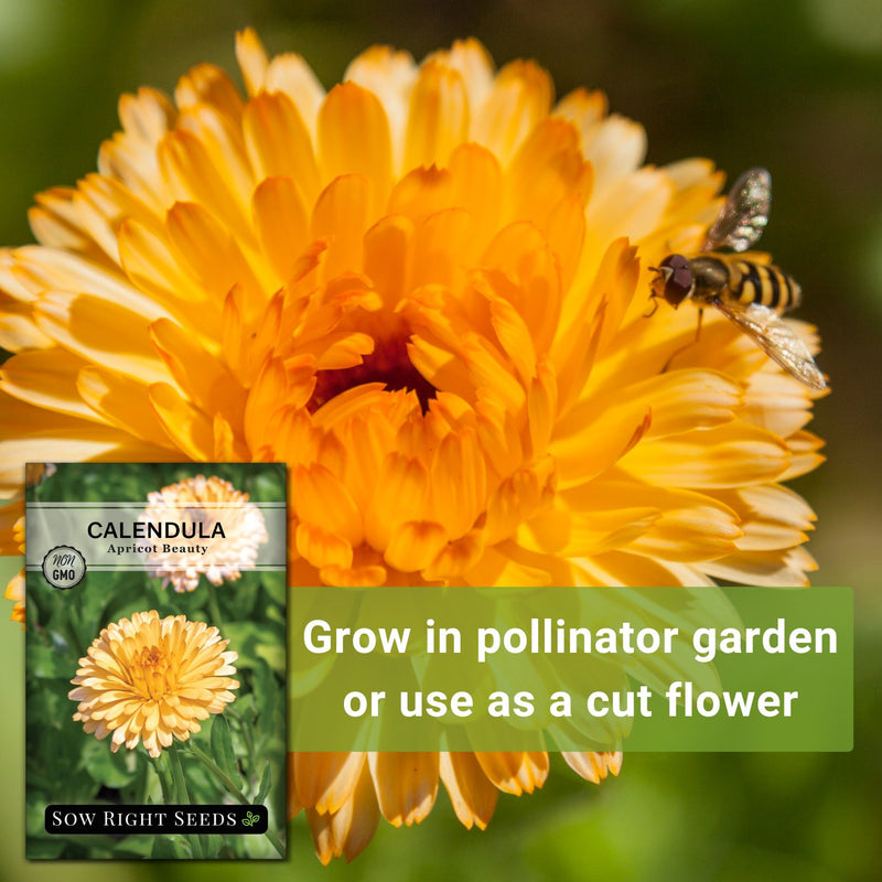 apricot beauty calendula seeds grow in pollinator garden or use as a cut flower