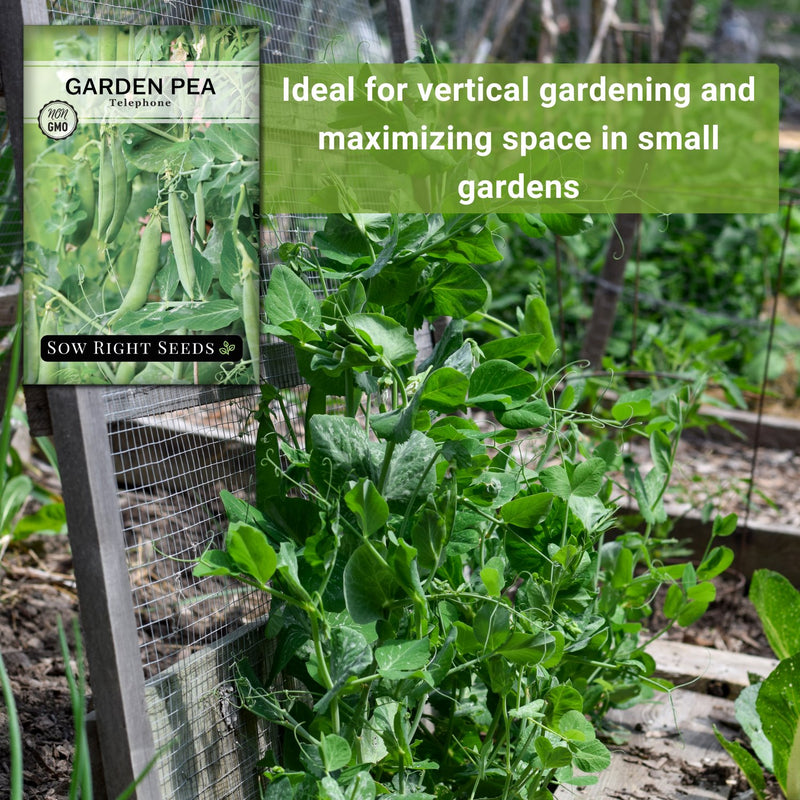 telephone garden pea seeds ideal for vertical gardening and maximizing space in small gardens