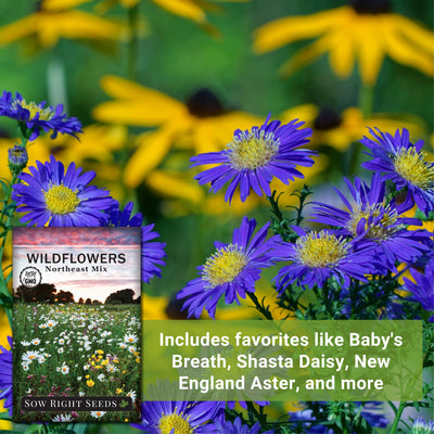 northeast mix wildflowers includes favorites like baby's breath shasta daisy new england aster and more